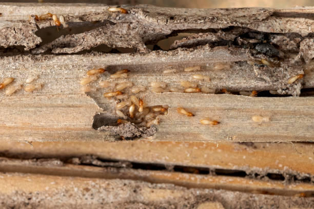 Best Best Pest Control Companies  in Victoria, KS
